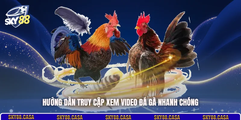 Hướng dẫn truy cập xem video đá gà nhanh chóng