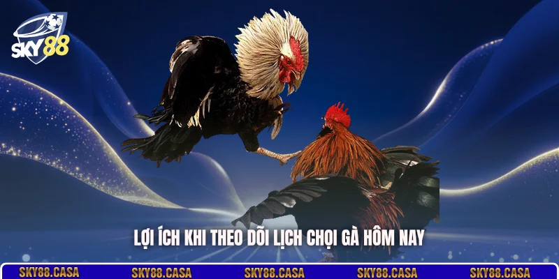 Lợi ích khi theo dõi lịch chọi gà hôm nay