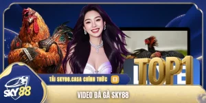 video đá gà