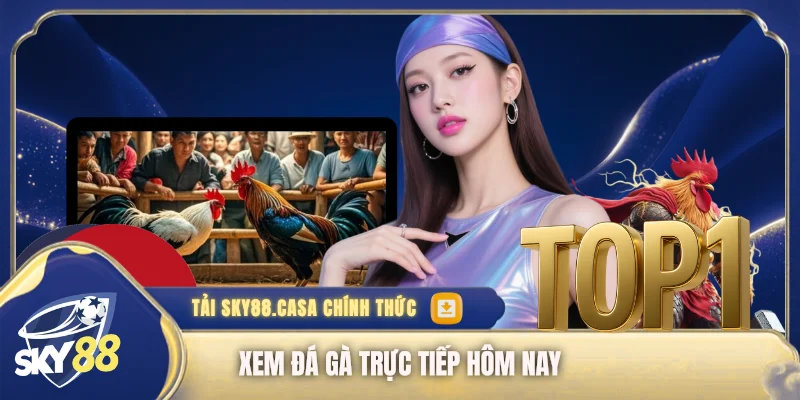 Xem đá gà trực tiếp hôm nay